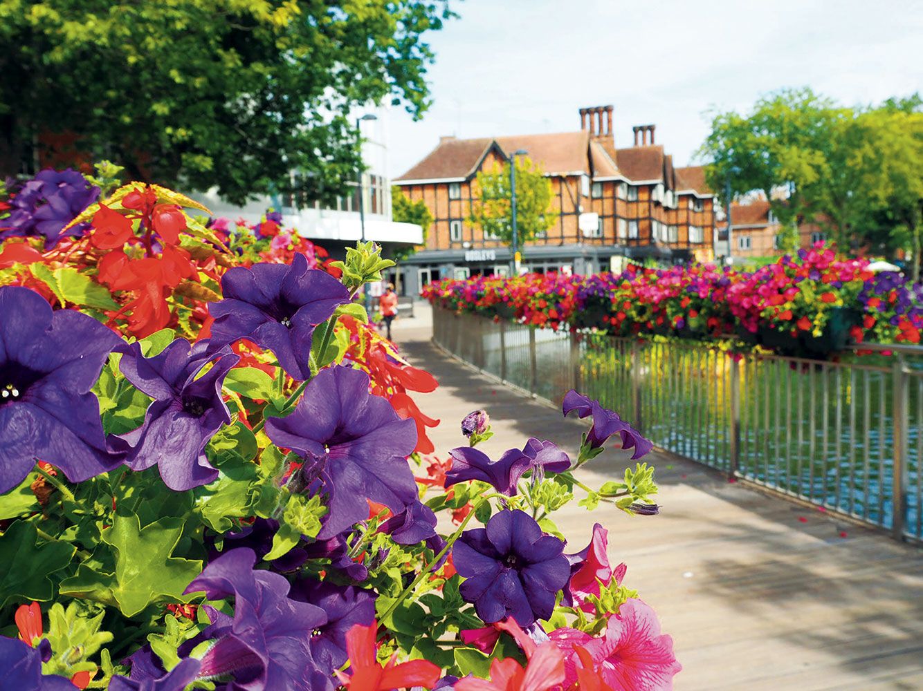 Flowers lining a riverside walkway